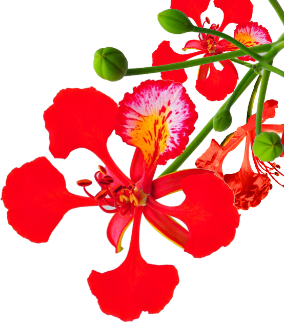 Hình hoa phượng PNG: Với định dạng PNG, bạn sẽ có thể sử dụng hình ảnh hoa phượng đẹp này trong nhiều mục đích khác nhau, từ thiết kế đồ họa, in ấn đến trang trí. Hãy xem hình ảnh để tải về và sử dụng miễn phí những tấm ảnh hoa phượng PNG đẹp nhất.