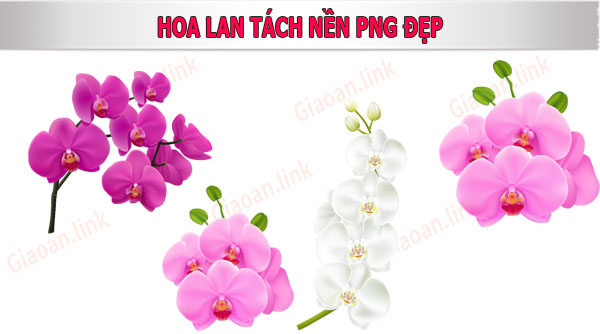 Hoa lan là một loài hoa rất đẹp và được ưa chuộng trong nhiều dịp khác nhau. Và nếu bạn đang muốn tách nền ảnh hoa lan đẹp để tạo ra những tác phẩm nghệ thuật thì đừng bỏ lỡ hướng dẫn tách nền ảnh hoa lan đẹp. Với những bước hướng dẫn chi tiết và dễ hiểu, bạn sẽ nhanh chóng tạo ra những bức ảnh đẹp mắt ngay trên chiếc điện thoại của mình.