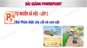 bai giang tnxh lop 1 bai phan biet cay coi con vat