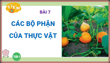 Bài học STEM lớp 3 Các bộ phận của thực vật